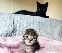 黑猫生的第一窝小猫没活，去外面找了一只小猫，把它当孩子养