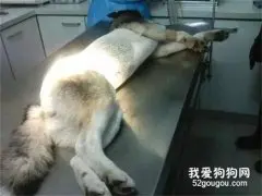 哈士奇偷吃路边烤串，结果直接把竹签吞进肚子里，医生都吓傻了...网友：太可怕了！！