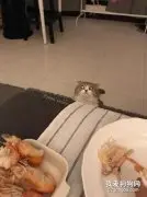 主人在吃虾，被猫看到后，它的表情笑死人了...​​​​