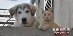 狗子和猫咪在台上看着主人，可下一秒拿起相机后，它们竟然...