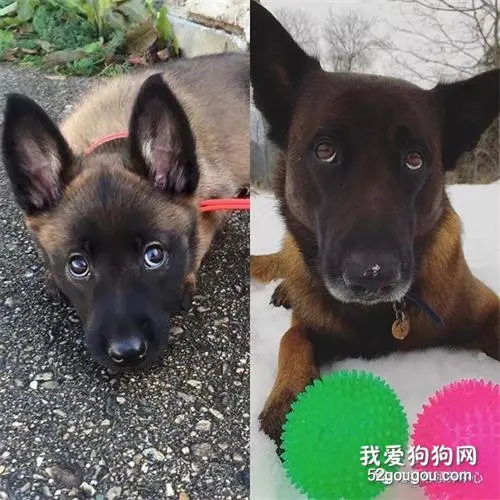 帅气的马犬真面目：玩具不离嘴，还玩出猪叫……