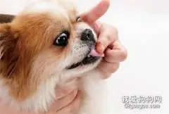 怎么给幼犬喂食驱虫药？用法用量要注意