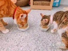 新养了只小猫，但它的饭老是被原住猫抢，主人跟小猫都很无奈！