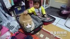 网友吐槽女儿跟猫在一起玩久了，被猫带偏了，以为自己也是只猫，哈哈哈~