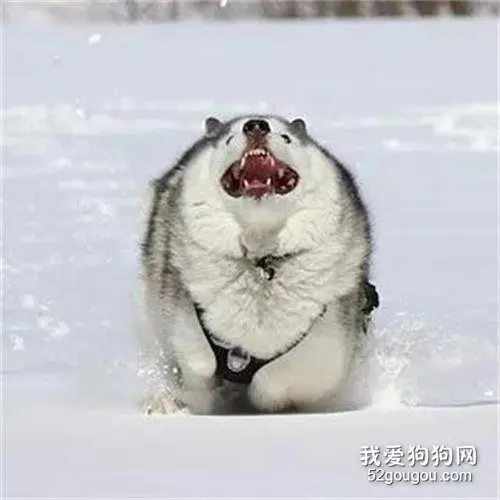 同样都是哈士奇，这狗和狗之间的差距，咋这么大呢？！