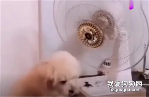 据说这只泰迪成精了，一开始我不信，看完深信不疑！