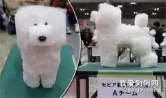 宠物专业学生比赛给狗狗剪毛，但这个作品，也太惨不忍睹了！