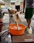 柴犬为了不洗澡，它竟然跟主人这样对抗，笑喷了！