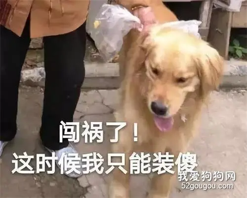 终于明白金毛为什么不能当警犬了！