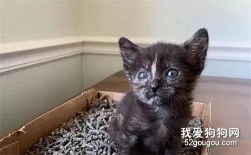 濒死小猫被夫妇捡到，拒绝吃饭又走不了路，夫妇费钱费力助它收养