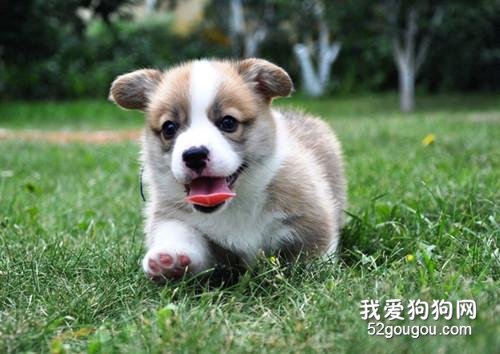 柯基耳朵什么时候竖起？柯基犬耳朵立不起来