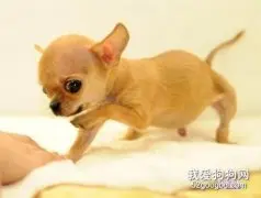 2月狗狗咳嗽吃什么药，宠物犬咳嗽吃什么药