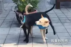狗子一看到同伴来，它就硬要玩这种游戏，网友笑喷：狗界最新玩法啊！