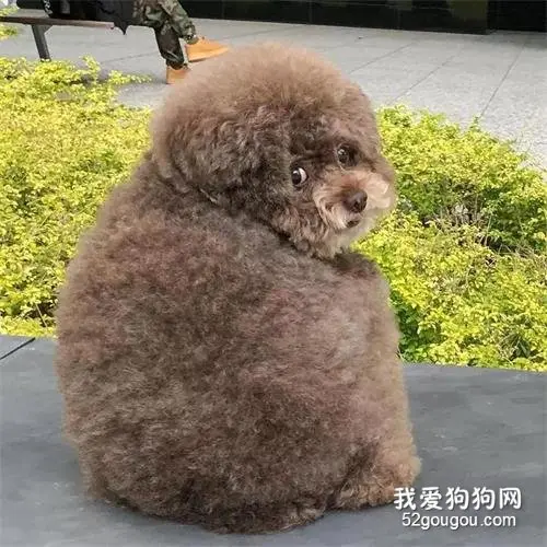 看背影还以为是只松狮，可等到这货一回头...