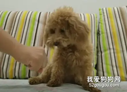 泰迪：这年头为了一口吃的也不容易，狗生艰难啊！