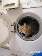 猫偷玩洗衣机被抓到，拍下它的时候，还一脸凶相！