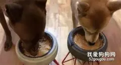在家小霸王，出门秒变胆小狗