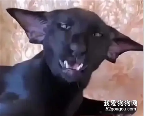 在它身上，看到猫狗豹羊还有蝙蝠的影子，这到底是个啥？