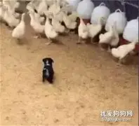 狗子年纪轻轻就出任鹅厂CEO了，就是这画风有点萌！