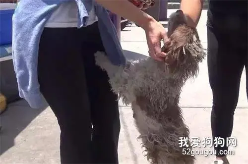 流浪狗为了给孩子好的生活，它每日在外面求收养