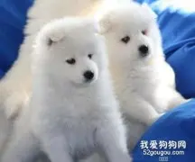 小狗感冒咳嗽怎么办，对症下药是关键