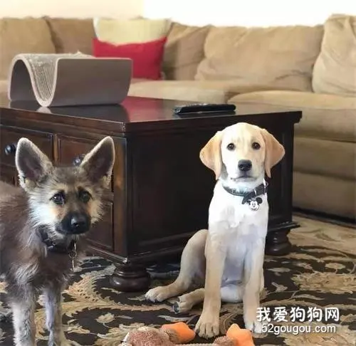 网友把德牧抱回家，养了两年竟没有长大？