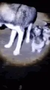 猫咪混入哈窝企图偷奶喝，二哈麻麻反应亮了