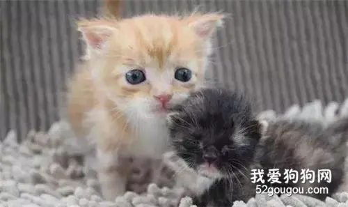 流浪猫躲在垃圾堆过冬，垃圾堆意外被烧，仅有5只小猫有幸被救出