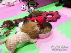 玩偶集体来蹭饭，挑食汪瞬间变乖，计谋成功！