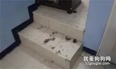 哈士奇闯祸，主人把它关黑屋惩罚，结果哭晕了...