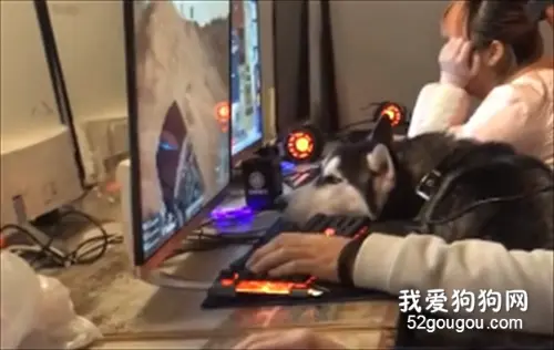 二哈：说好带我来吃鸡，结果就来这儿了