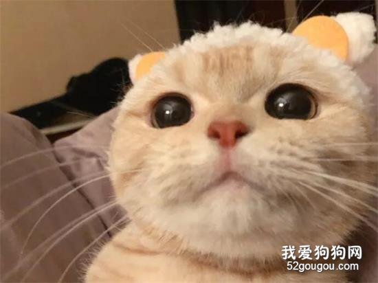 网友家的橘猫，实在是太可爱了