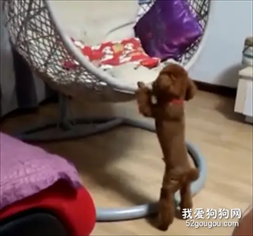 喂110吗，我家狗成精了！