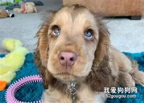 狗狗刚出生十个月，就成为网红，只因它有一双迷人大眼睛