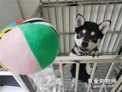 柴犬小时候是全黑色的，结果长大后，竟然变成了超级赛亚人！