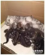 猫妈妈生太多，喂奶时一脸生无可恋：能不能塞回去几只？