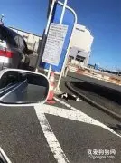 看到一猫躺路边一动不动，以为车祸，走近一看，它只是在睡觉！