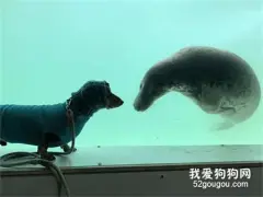 狗子第一次和海豹见面，竟然默契摆POSE合照，网友：它们撞衫了情侣装！