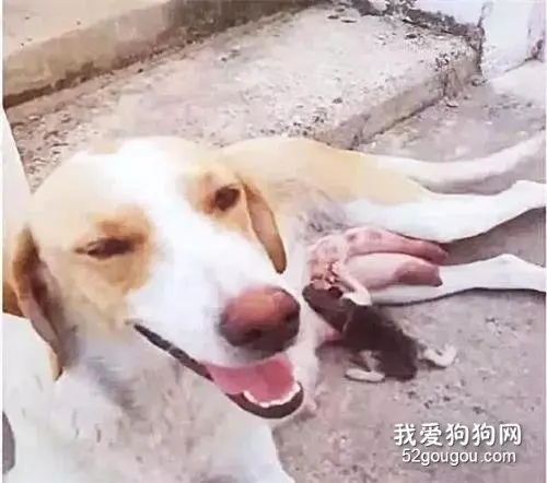 以为是狗妈在给小狗喂奶，当女子走近时，顿时被眼前画面弄哭了