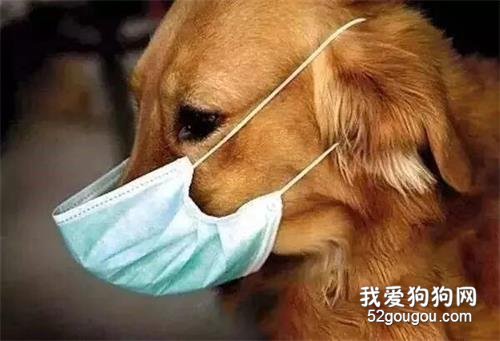 疫情当下：我的狗，我真的保护不了吗……