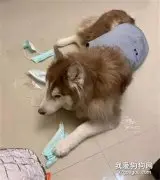 狗子拆坏了家里仅剩的一包口罩，铲屎官：那是要我命啊！