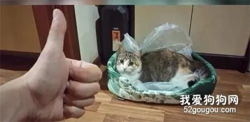 给猫买了猫窝，但它却喜欢睡塑料袋，于是想了这办法，很实用！