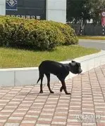 为了一口剩饭，小黑狗被皮筋缠住肿成猪头，幸好他出现！