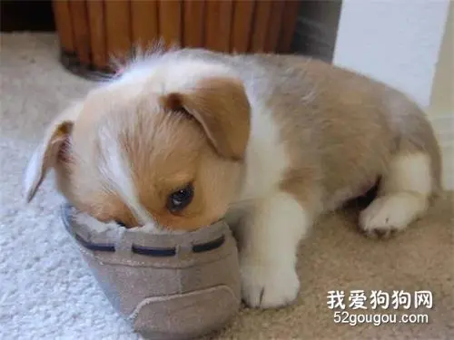 我养的不是狗，是个鸭嘴兽，有图有真相！