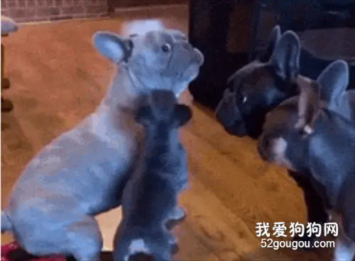 法斗对熊孩子一顿教育，它父母双双凑了过来..
