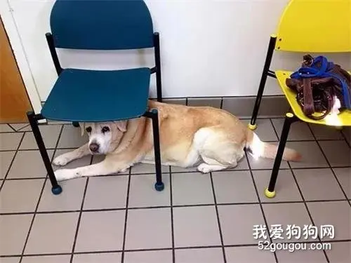 狗狗在这世界上最害怕的地方是哪里？那必须是……