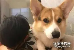 网友家的柯基喜欢躺着尿尿，狗砸：柯基喷泉见过没？