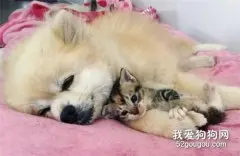 狗狗带回一只奶猫，领着猫咪向主人撒娇：猫咪这么可爱快带它回家
