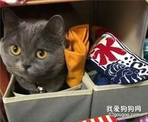 看见铲屎官收拾东西，英短喵秒飙戏：麻麻不要丢掉我……