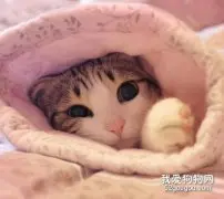 猫咪会感染新型冠状病毒肺炎吗 如何有效预防?